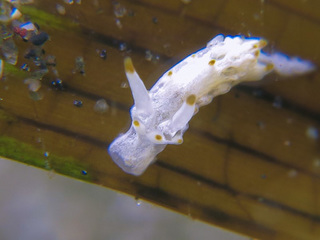 1107okenia.sp horii-8.jpg