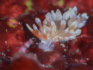 1108horiminoumiusika yano.jpg