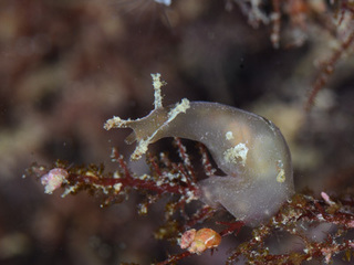 1108midoriamefurasi yano.jpg
