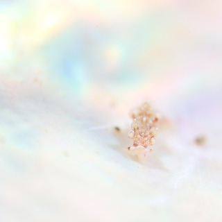 1127aomontsugaru aki.jpg