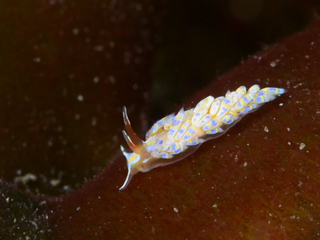 1129osyoromino sp yano1.jpg