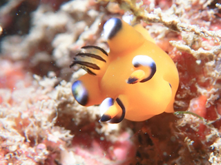 1129pika araki.jpg