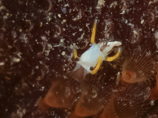 1129trapania sp yano.jpg