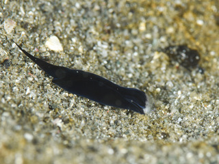 1203hyoumonstubame iida.jpg