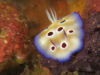 1203madarairo horii.jpg