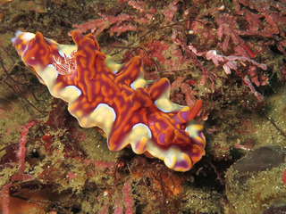 1203miamira horii.jpg