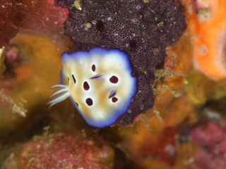 1204madarairo iida.jpg