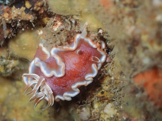 1208kyarameru tamenari.jpg