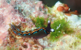 1212chigomidorikiyama2.jpg