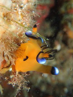 1213pika hirata.jpg