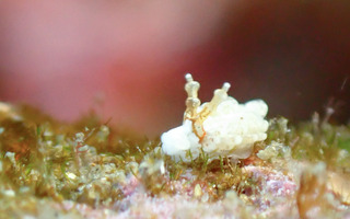 1215siromino nagao.jpg