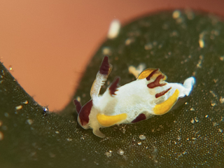 1216torapania.sp noriko.jpg