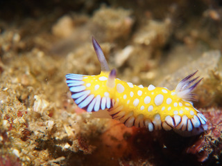 1221bobusan araki.jpg