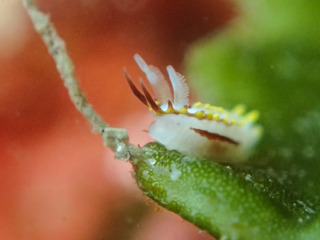 1221kotohime.sp ikeda.jpg