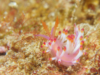 1221stumabenimino ikeda.jpg