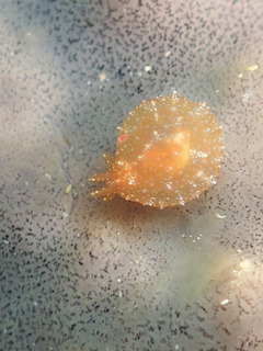 1226fuusenumiushi kakegawa.jpg