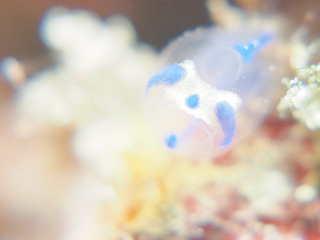1226hoya aki.jpg