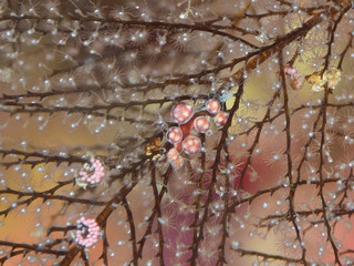20170215-DSC_6863-2.jpg