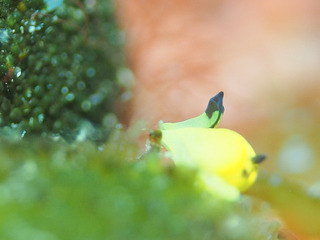 20170215-P2150393-2.jpg