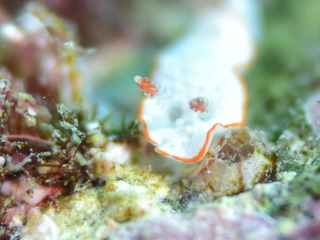 DSC_3335-2.jpg