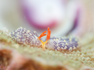 大森.jpg