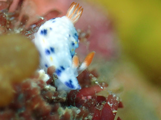 P5191384-3.jpg