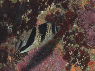 PA113117.jpg