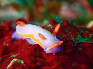 maririn-kuchibairo-2.jpg
