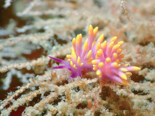 maririn-michiyo-2.jpg