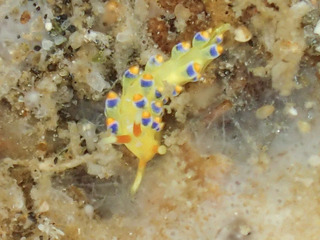 urara-aosenmino-2.jpg